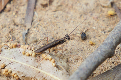 Spilomantis occipitalis