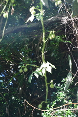 Ipomoea setosa melanotricha