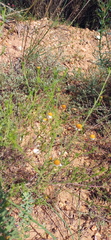 Cymbopappus adenosolen
