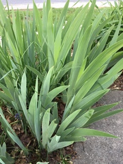 Iris versicolor