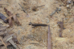 Spilomantis occipitalis