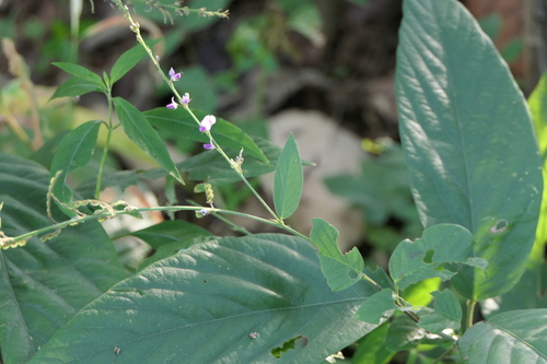 Desmodium gangeticum iNat (1)