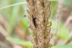 Spilomantis occipitalis