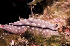 Phyllidiopsis gemmata