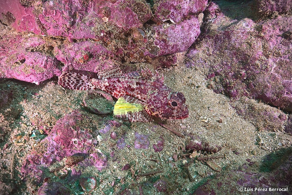 Angola rockfish (Scorpaena angolensis) - Marine Life Identification