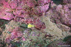 Scorpaena angolensis