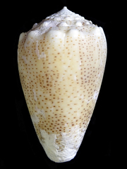 Conus arenatus