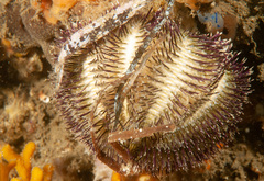 Temnopleurus alexandri