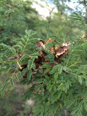Mimosa lacerata