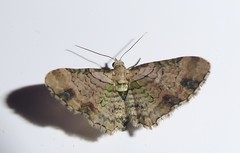 Chloroclystis sphragitis