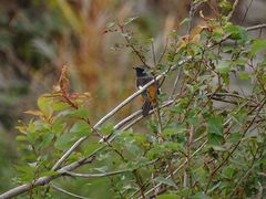 Phoenicurus auroreus