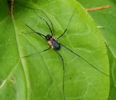 Protolophus niger