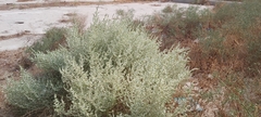 Caroxylon imbricatum
