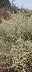 Caroxylon imbricatum