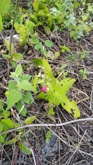 Salvia ozolotepecensis