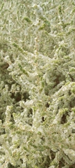 Caroxylon imbricatum