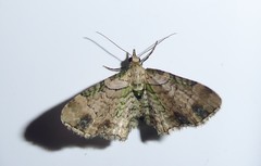 Chloroclystis sphragitis