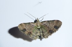 Chloroclystis sphragitis