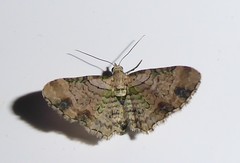 Chloroclystis sphragitis