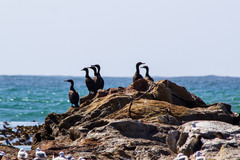 Phalacrocorax neglectus