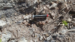 Sylvilagus cunicularius