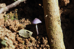 Xanthagaricus ianthinus