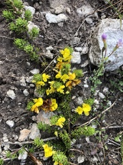 Aspalathus juniperina juniperina