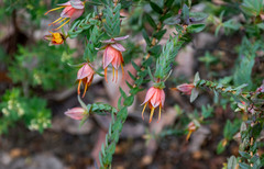 Darwinia citriodora