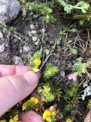 Aspalathus juniperina juniperina