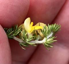 Aspalathus juniperina juniperina