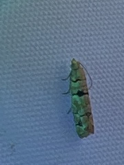 Blastesthia tessulatana