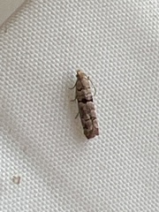 Blastesthia tessulatana