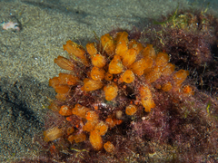 Stolonica socialis