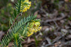 Pimelea suaveolens