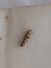 Blastesthia tessulatana