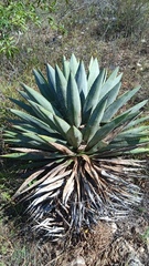 Agave macroacantha