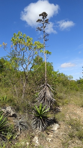 Agave karwinskii
