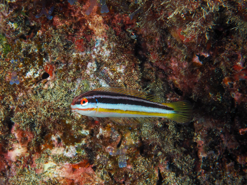 Atlantic rainbow wrasse