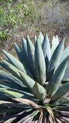 Agave macroacantha