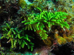 Caulerpa webbiana