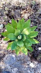 Agave potatorum