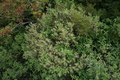 Thymelaea tartonraira