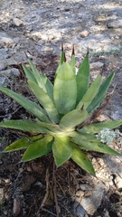 Agave potatorum