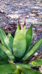 Agave potatorum