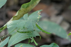 Teramnus labialis