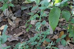 Teramnus labialis