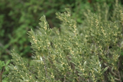 Thymelaea tartonraira
