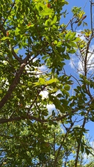 Bursera esparzae