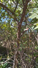 Bursera esparzae