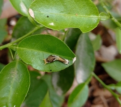 Papilio polytes